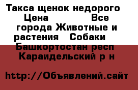 Такса щенок недорого › Цена ­ 15 000 - Все города Животные и растения » Собаки   . Башкортостан респ.,Караидельский р-н